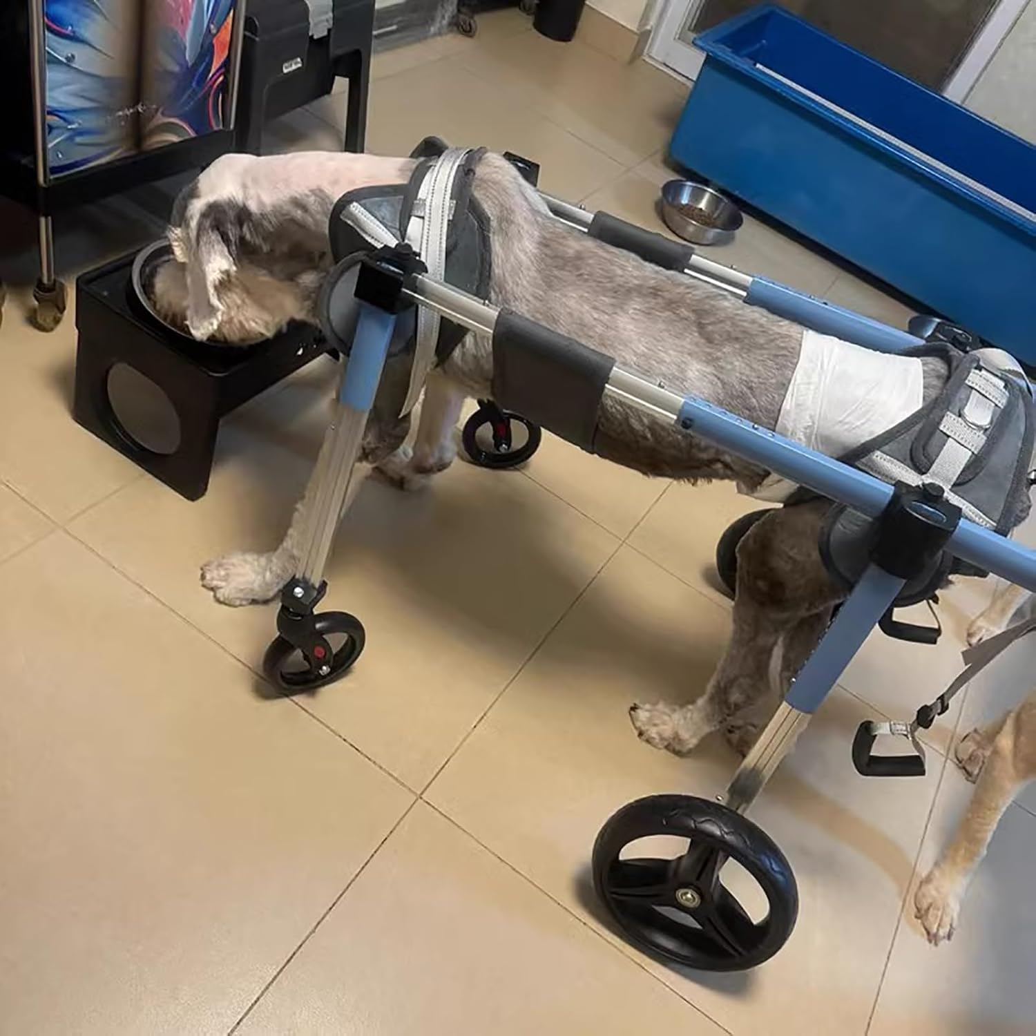 Succebuy Silla de Ruedas Ajustable para Perros - Carrito de Movilidad Ligero 2 Ruedas